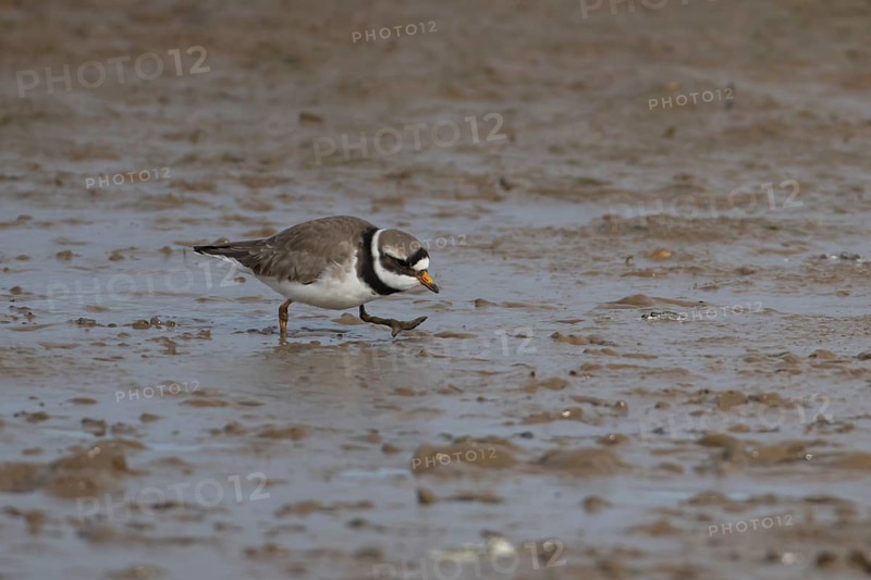 Ringed plover (Charadrius hiaticula) adult bird walking on a mudflat, Norfolk, England, United Kingdom, Europe