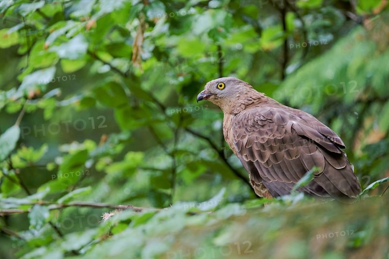 European honey buzzard (Pernis apivorus), Bavaria, Germany, Europe