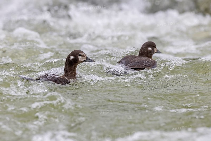 Harlequin duck (Histrionicus histrionicus), female, 2 specimens, swimming in the raging river, Laxa River, Lake Myvatn, Iceland, Europe