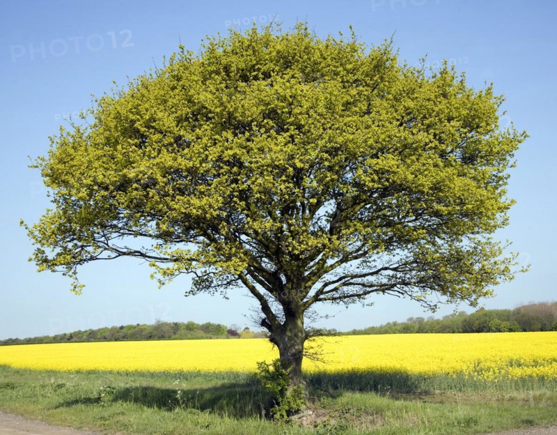 Oak tree in spring flower with yellow flowers of oil seed rape growing in field, Suffolk, England, UK