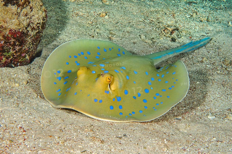 Bluespotted ribbontail ray (Taeniura lymma) Blue-spotted stingray lies with venomous sting on its tail on sandy seabed Sandy seabed, Red Sea, Hurghada, Egypt, Africa