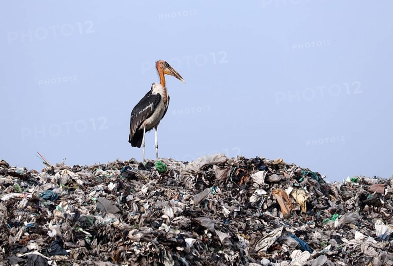 Greater Adjutant Storks perches on a garbage-heap at Boragaon dumping site, on the eve of World Environment Day, in Guwahati, Assam, India on Friday, June 4, 2021. The World Environment Day is observed every year on June 5, and the theme of this year is Air Pollution