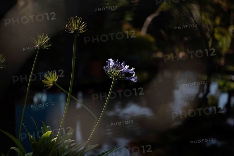An ornamental lily (Agapanthus praecox) growing in a garden, Germany, Europe