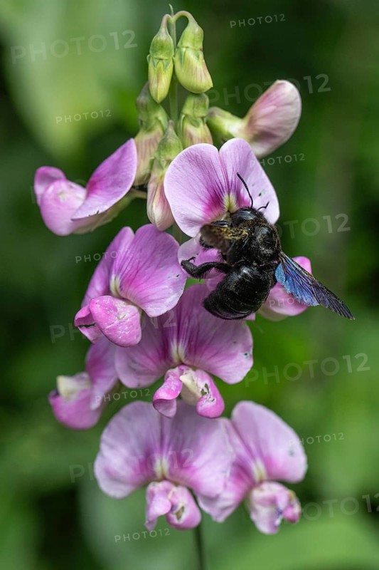 Violet carpenter bee (Xylocopa violacea) on broad-leaved pea (Lathyrus latifolius), Rhineland-Palatinate, Germany, Europe