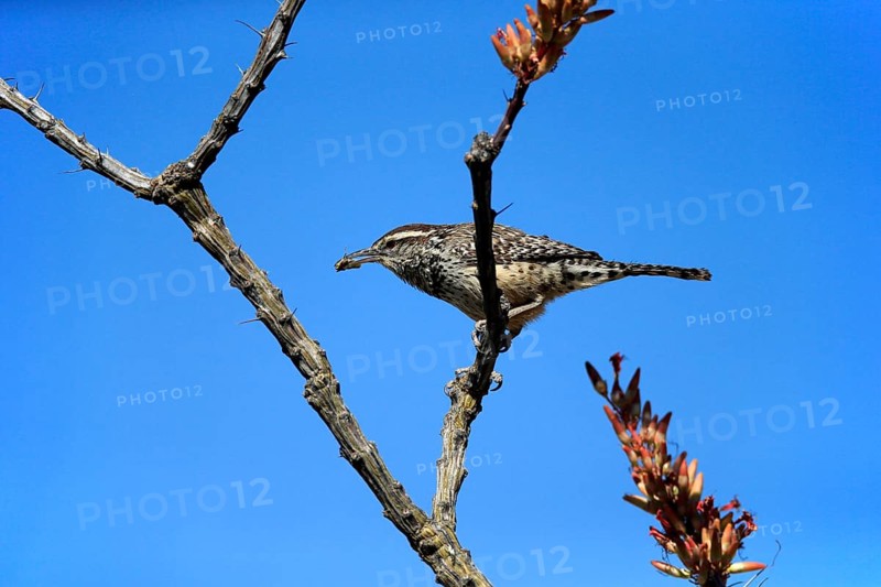 Cactus wren (Campylorhynchus brunneicapillus), adult, on wait, feeding, with prey, Sonoran Desert, Arizona, North America, USA, North America