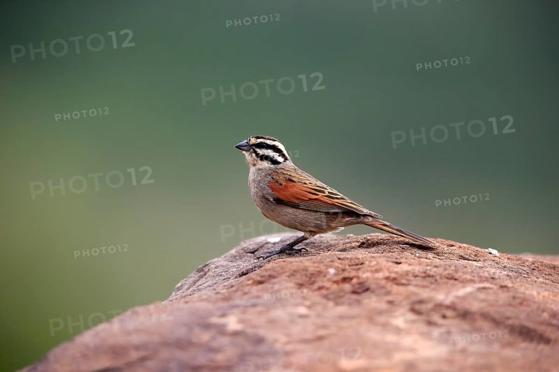 Cape Bunting, (Emberiza capensis), adult, vigilant, rock, Mountain Zebra National Park, Eastern Cape, South Africa, Africa