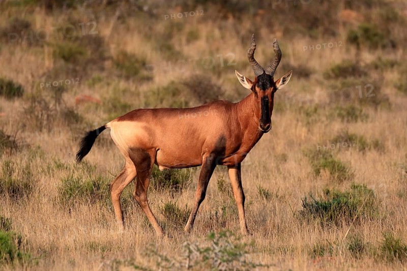 Red hartebeest (Alcelaphus buselaphus caama), kaama, adult, male, feeding, alert, Mountain Zebra National Park, Eastern Cape, South Africa, Africa
