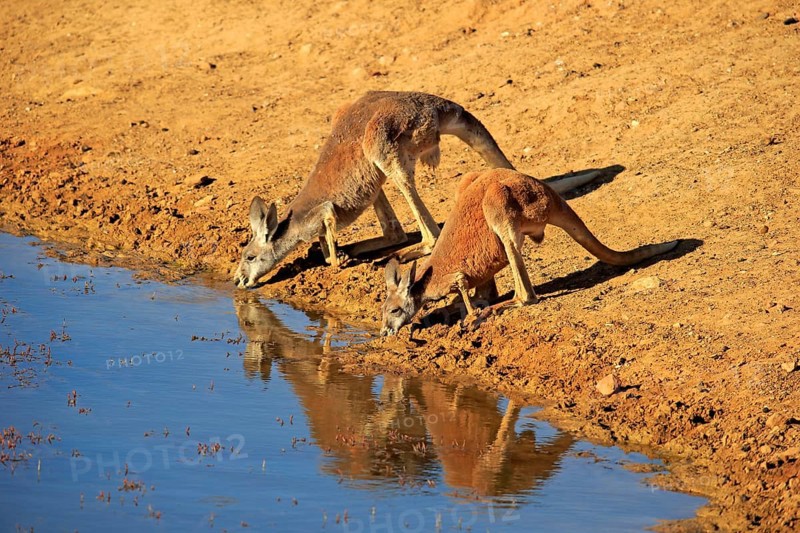 Red kangaroo (Macropus rufus), male, female, pair, drinking at water, waterhole, Sturt National Park, New South Wales, Australia, Oceania