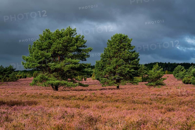 Flowering heath, heather and juniper bushes, near Wilseder Berg, in the Lüneburg Heath nature reserve, Lower Saxony, Germany, Europe