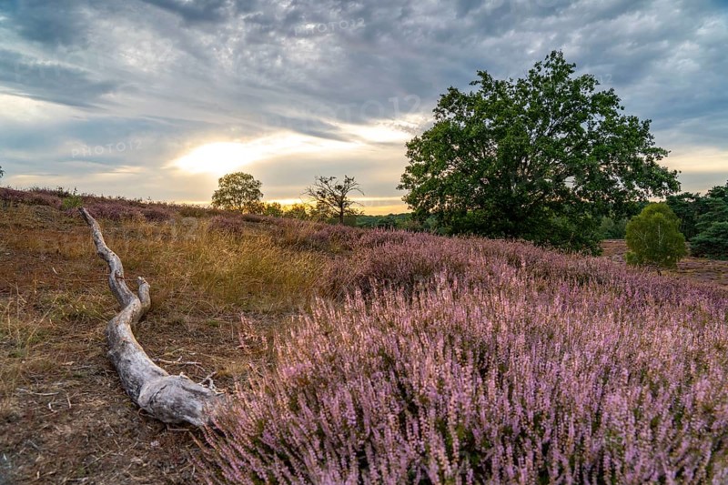 The Westruper Heide, in the Hohe Mark Westmünsterland nature park Park, near Haltern am See, heather blossom, North Rhine-Westphalia, Germany, Europe