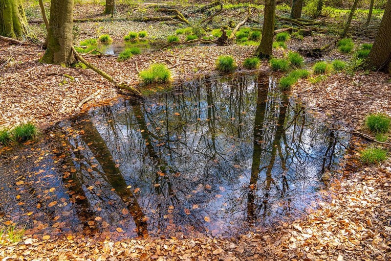The Sterkrader Wald in Oberhausen, at the Oberhausen motorway junction, where the A2/A3A/A516 meet, it is to be expanded, 11 hectares of forest, around 5, 000 trees are to be felled for this, strong resistance to the plans has formed in the region, #Sterkibleibt, North Rhine-Westphalia, Germany, Europe