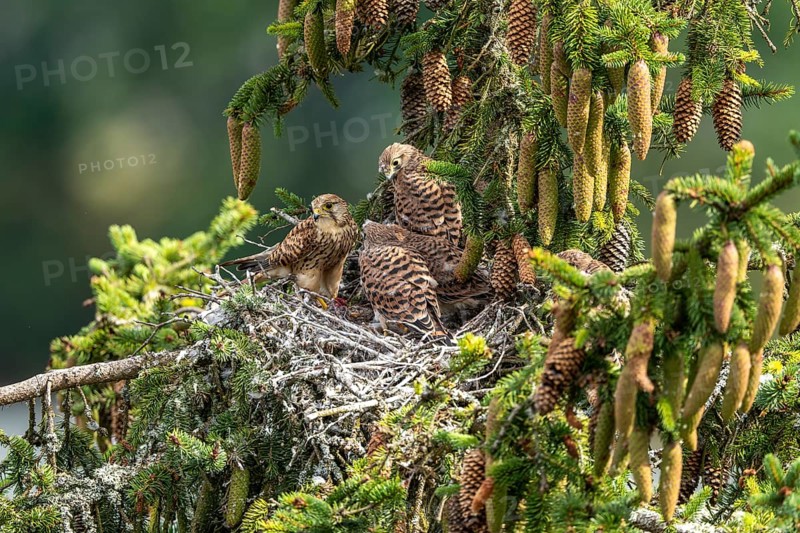 Common kestrel (Falco tinnunculus), female adult bird feeding young birds not yet ready to fly in the nest, Rhineland-Palatinate, Germany, Europe