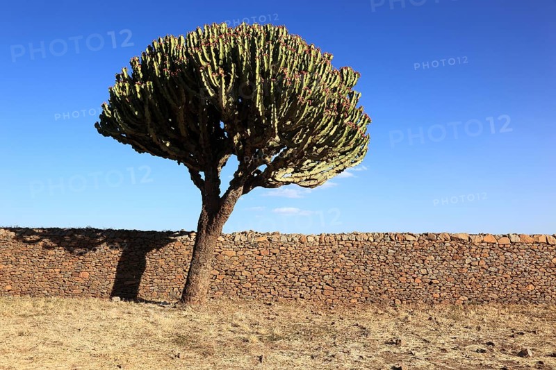 Ruins of the Palace of the Queen of Sheba near Axum, Aksum, Dongur Palace, Euphorbia candelabrum, Euphorbia tree, spurge, Ethiopia, Africa