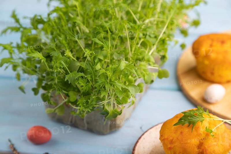 Homemade cakes with chocolate eggs and mizuna cabbage microgreen on a blue wooden background. side view, close up, selective focus