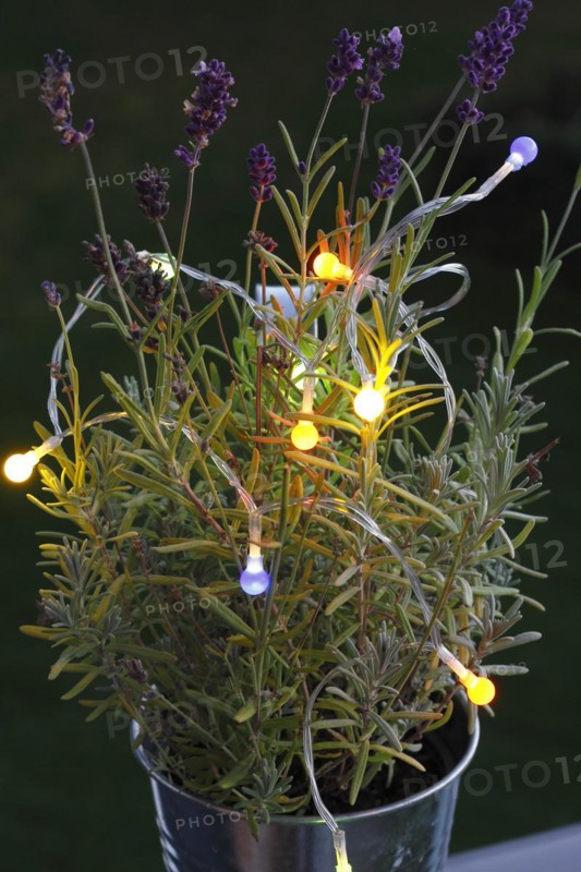 Lavender (Lavandula), with fairy lights, North Rhine-Westphalia, Germany, Europe