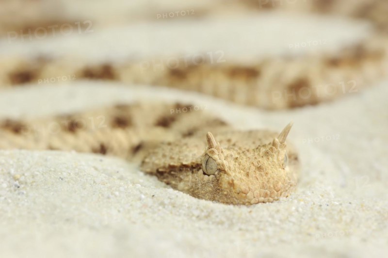Saharan horned viper (Cerastes cerastes), captive, occurring in Africa