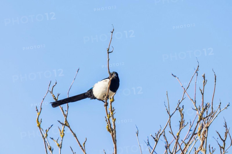 Magpie (Pica pica) sitting on branch in a treetop with a blue sky