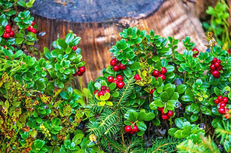 Red Lingonberry (Vaccinium vitis-idaea) growing by a tree stump on the forest ground at autumn