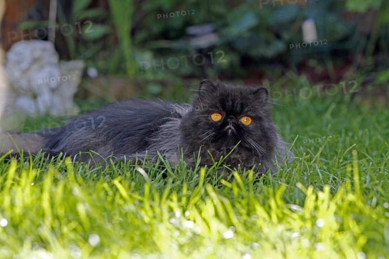 Persian cat, long-haired cat