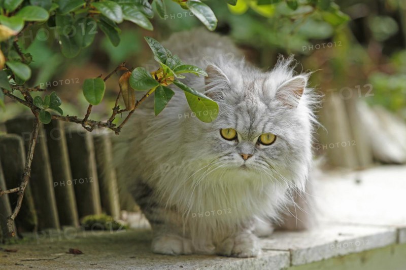 Persian cat, long-haired cat