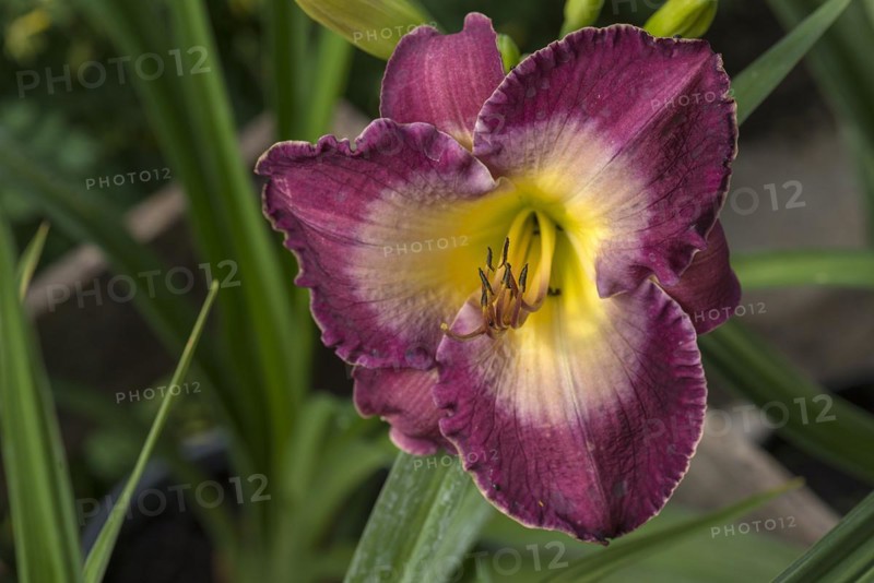 Flower of a daylily (Hemerocallis), Bavaria, Germany, Europe
