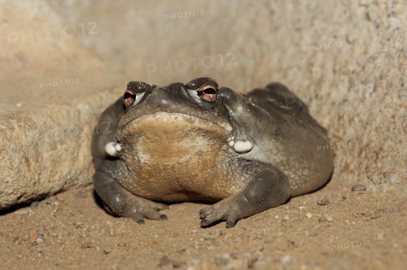 Colorado toad or Sonora desert toad (Incilius alvarius. Bufo alvarius), captive, occurrence in North America