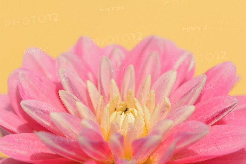Dahlia (Dahlia Hybride), flower, ornamental plant, North Rhine-Westphalia, Germany, Europe