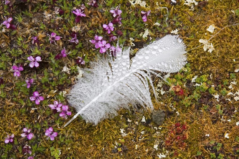 Dewdrops on goose feather, Svalbard Spitsbergen, Norway, Europe