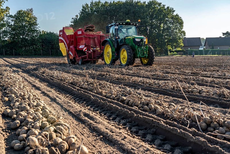 Potato harvesting, so-called split harvesting method, first the tubers are taken out of the ground with a row planter, then, after a short drying phase, collected with a bunker harvester and loaded, North Rhine-Westphalia, Germany, Europe