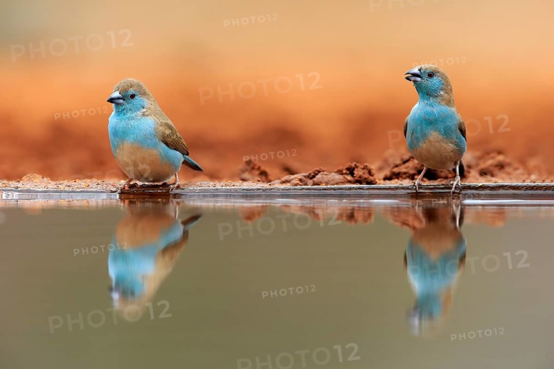 Blue-winged Oriole (Uraeginthus angolensis), Angola Butterfly Finch, adult, two birds, at the water, Kruger National Park, Kruger National Park, Krugerpark, South Africa, Africa