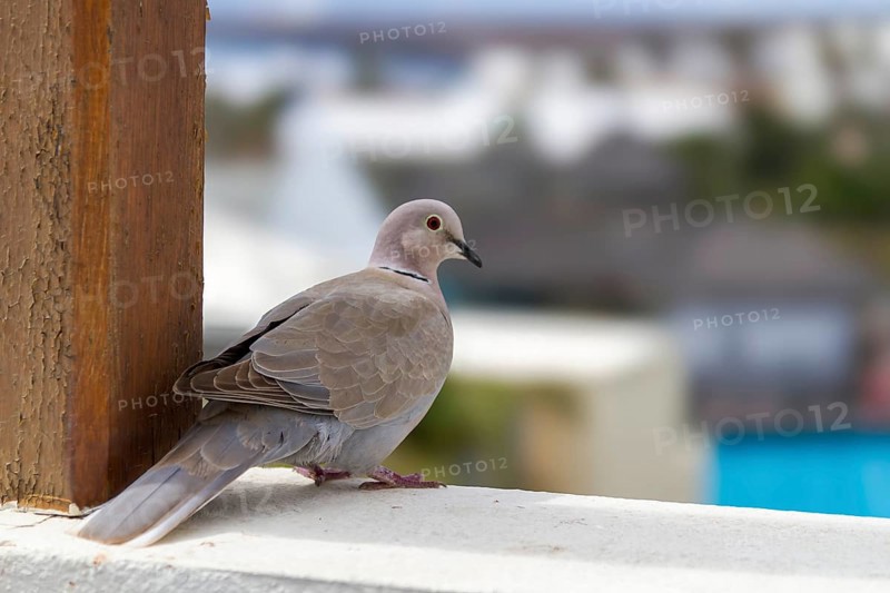 Eurasian Collared Dove (Streptopelia decaocto), Lanzarote, Canary Island, Spain, Europe