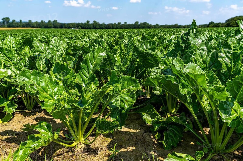 Agriculture, field, field with sugar beet, early growth stage, vigorous growth, near Issum, North Rhine-Westphalia, Germany, Europe