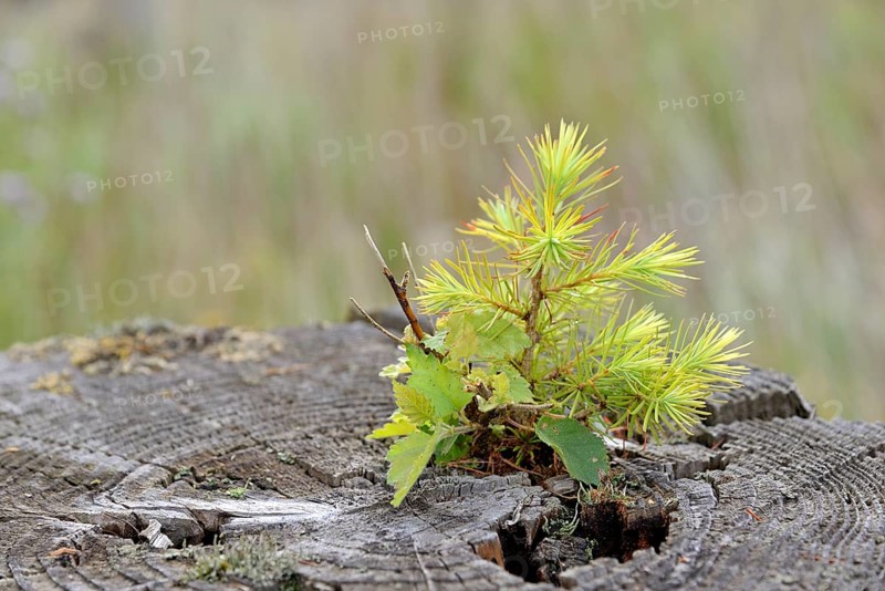 European spruce (Picea abies), sawn-off trunk, seedling growing on the cut surface, dead wood, Arnsberg Forest nature park Park, North Rhine-Westphalia, Germany, Europe