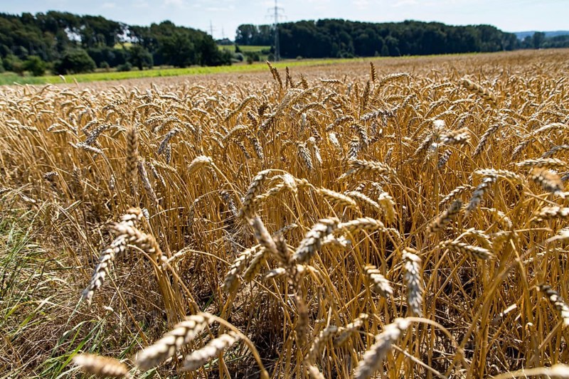Wheat field, dried up and only low grown, due to the summer drought, drought, in East Westphalia Lippe, North Rhine-Westphalia, summer 2018