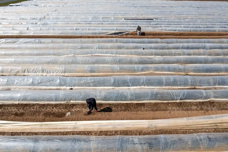 Asparagus harvest in the Rhineland, asparagus pickers at work in an asparagus field covered with plastic sheeting to allow the asparagus to grow better in the cold spring, Dormagen-Broich, North Rhine-Westphalia, Germany, Europe