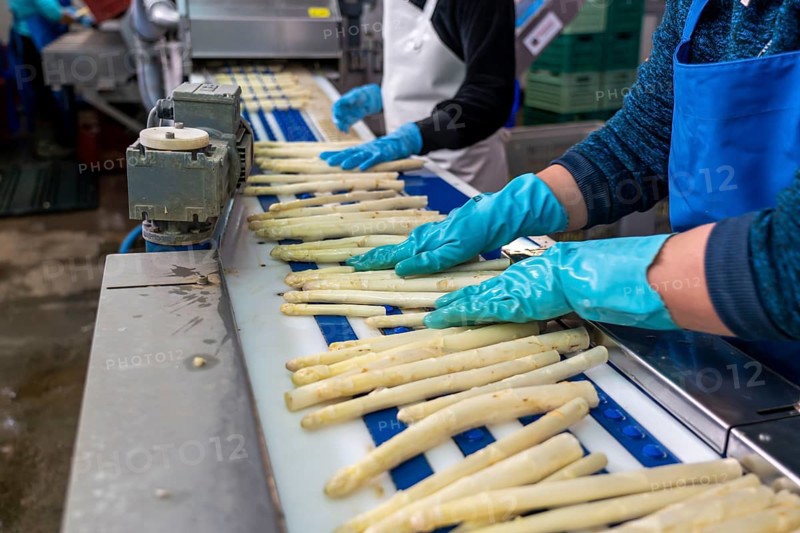 Asparagus farm, white asparagus is washed, cut and sorted by quality after harvesting, near Dormagen, Rhineland, North Rhine-Westphalia, Germany, Europe