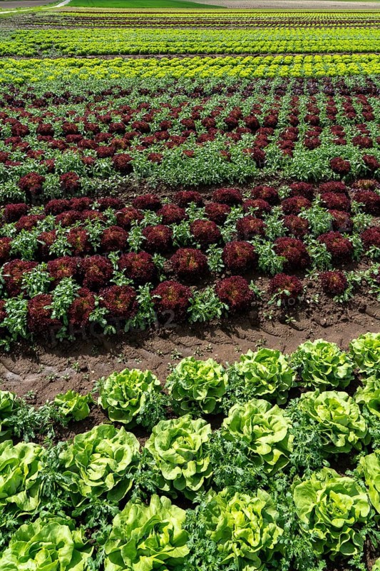 Agriculture, lettuce growing in a field, Lollo Bionda, in long rows of plants, North Rhine-Westphalia, Germany, Europe