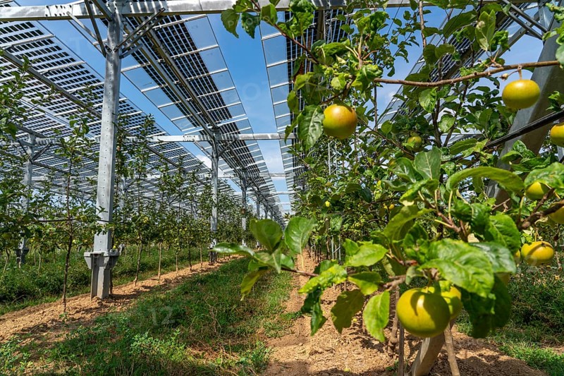Agri-photovoltaic test plant, an apple tree plantation with two different systems of PV modules was roofed over 3000 square metres, rain and sunlight comes through, at the same time protection against hail and heavy rain, next to it are the same trees but without a solar roof, as a comparison object, how the PV roof affects the trees and harvest, the field test is accompanied by the Fraunhofer Institute for Solar Energy Systems ISE, in Grafschaft-Gelsdorf, Rhineland-Palatinate, Germany, Europe