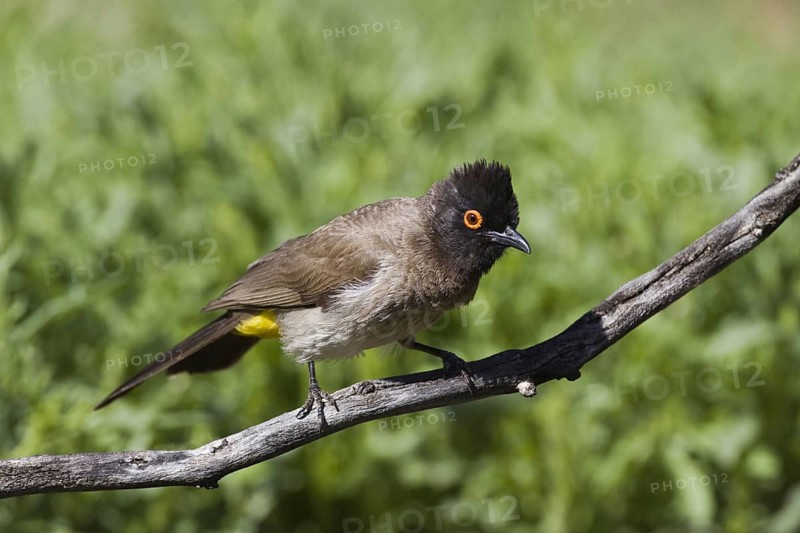 Masked Bulbul, (Pycnonotus nigricans) near the waterhole of Ondekaremba Farm, Namibia, Africa, Africa