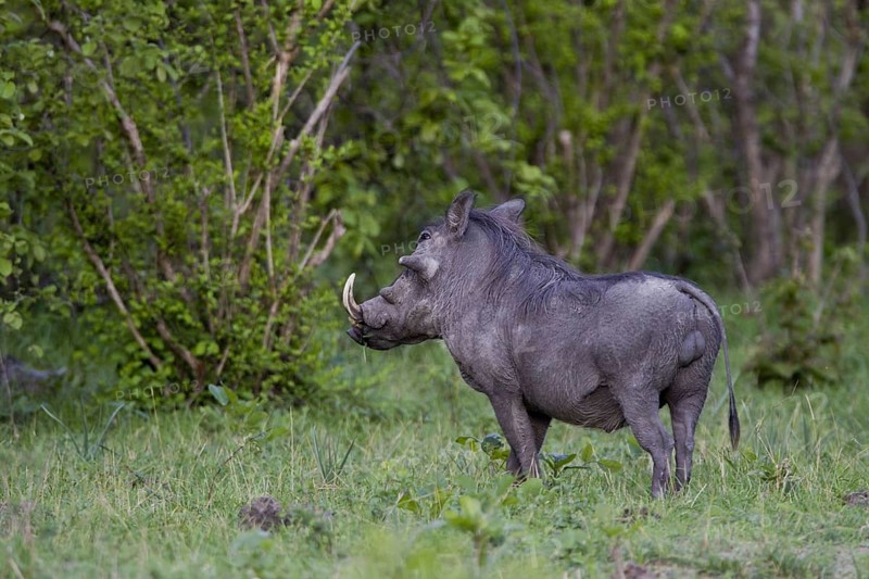Warthog, (Phacochoerus aethiopicus) Wild boar, Caprivi, Namibia, Africa, Africa