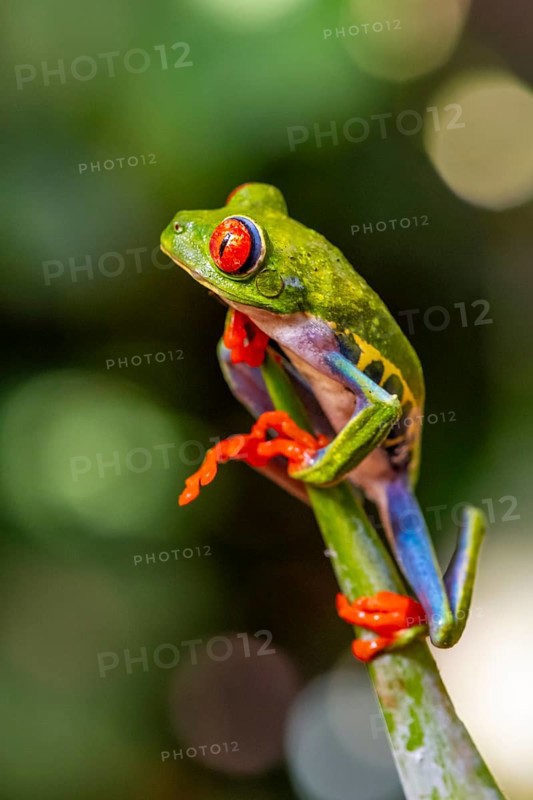 Red-eyed tree frog (Agalychnis callidryas), sitting on a branch, Heredia province, Costa Rica, Central America