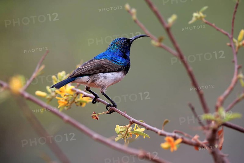 White-bellied Sunbird (Cinnyris talatala), adult, male, in perch, Kruger National Park, Kruger National Park, Kruger National Park South Africa