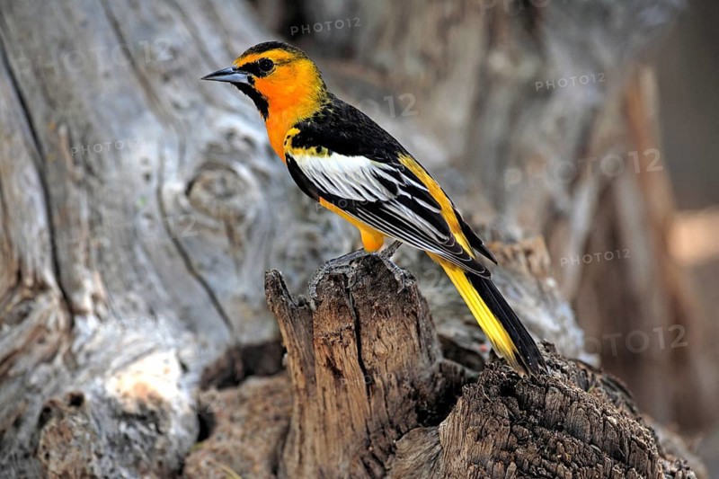 Masked Oriole (Icterus cucullatus), adult, on tree, not coloured, Sonoran Desert, Arizona, USA, North America