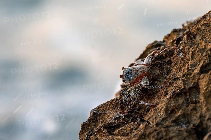 Crab on a rock, Reserva Natural Cabo Blanco, Costa Rica, Central America