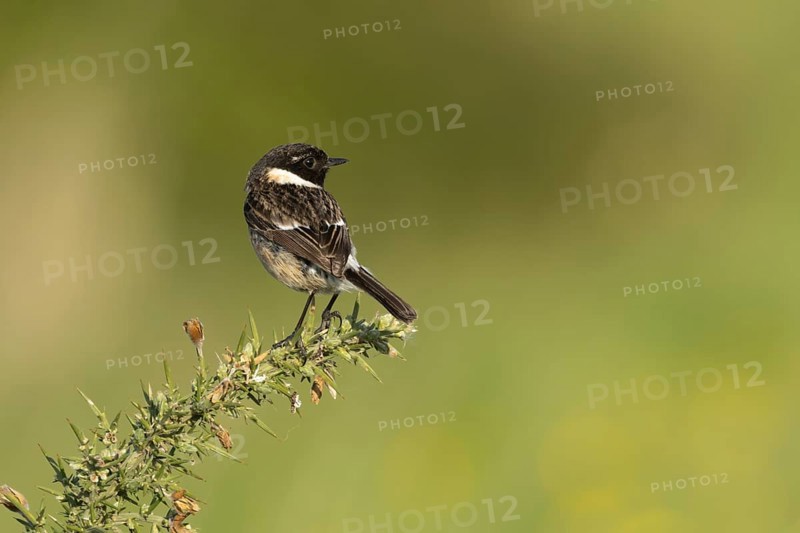 European stonechat (Saxicola rubicola) adult male bird on a Gorse bush, Suffolk, England, United Kingdom, Europe