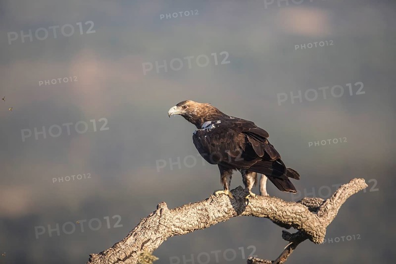 Iberian Eagle (Aquila adalberti), Spanish imperial eagle, Extremadura, Castilla La Mancha, Spain, Europe