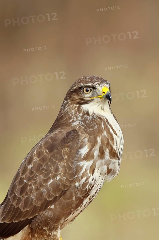Steppe buzzard (buteo buteo), light-coloured variant, light morph, side view, animal portrait, wildlife, North Rhine-Westphalia, Germany, Europe