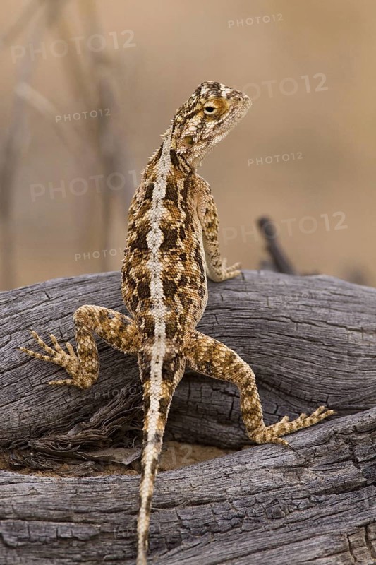 Spiny agama, (Agama aculeata), female, Kalahari Gemsbok NP, South Africa, Africa