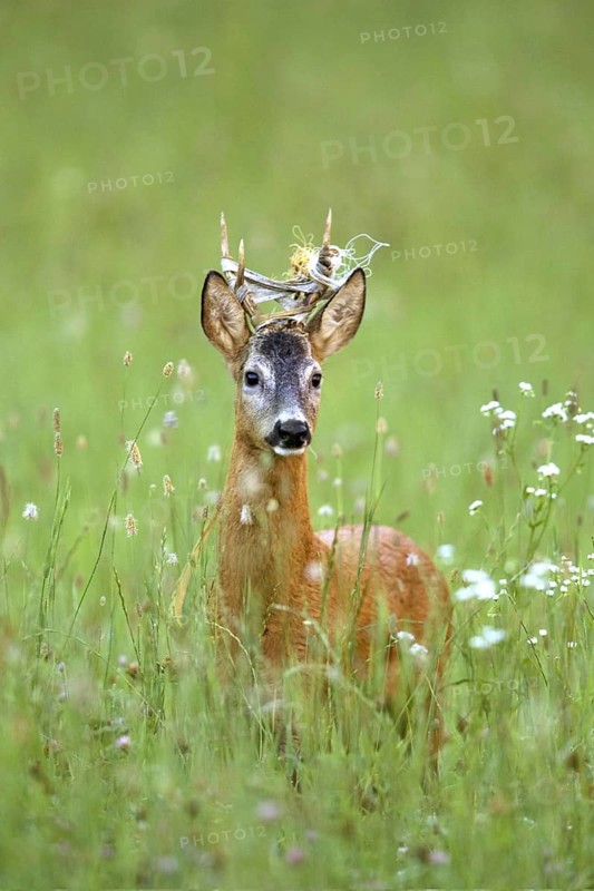 Roebuck (Der Bandlbock) biennial, has become entangled in the electric, pasture fence. Was freed by the Baür, (Capreolus capreolus), Austria, Europe