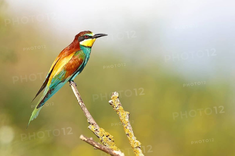 Bee-eater (Merops apiaster), bird on a perch, Salzlandkreis, Saxony-Anhalt, Germany, A colourful bird sits on a branch with a blurred background, Bee-eater (Merops apiaster), bird on a perch, Salzlandkreis, Saxony-Anhalt, Germany, Europe